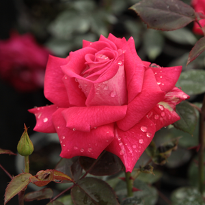 Pоза Агкон - розов - Чайно хибридни рози 